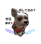 愛犬TOI（個別スタンプ：7）