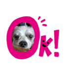 愛犬TOI（個別スタンプ：8）