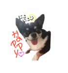 ぶぅぺろstamp（個別スタンプ：3）