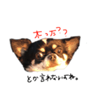 ぶぅぺろstamp（個別スタンプ：4）