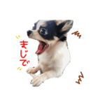 ぶぅぺろstamp（個別スタンプ：7）