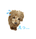 わんにゃん大家族1（個別スタンプ：1）