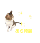 わんにゃん大家族1（個別スタンプ：4）