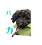 わんにゃん大家族1（個別スタンプ：5）