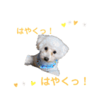 わんにゃん大家族1（個別スタンプ：7）