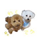 わんにゃん大家族1（個別スタンプ：9）