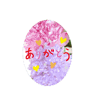 フラワー ひとことメッセージ（個別スタンプ：2）