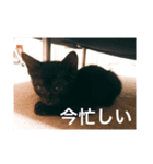 我が家のごっちゃんスタンプ（個別スタンプ：4）