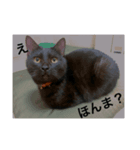 我が家のごっちゃんスタンプ（個別スタンプ：7）
