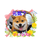 柴犬ジェームスjr.3（個別スタンプ：2）