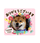 柴犬ジェームスjr.3（個別スタンプ：3）