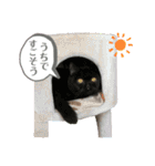 こんぶ＆ひじきエキゾチックショートヘア（個別スタンプ：10）