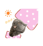 こんぶ＆ひじきエキゾチックショートヘア（個別スタンプ：16）