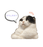 マルのスタンプ2（個別スタンプ：1）