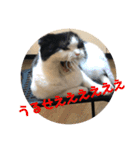 マルのスタンプ2（個別スタンプ：15）