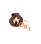 chocochaan（個別スタンプ：3）