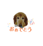 chocochaan（個別スタンプ：7）