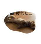 チョコ先輩のどんぺぺすたんぷ（個別スタンプ：16）