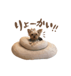 犬のむぎちゃん（個別スタンプ：1）