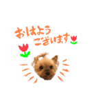 犬のむぎちゃん（個別スタンプ：3）