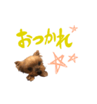 犬のむぎちゃん（個別スタンプ：4）