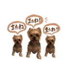 犬のむぎちゃん（個別スタンプ：6）