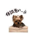 犬のむぎちゃん（個別スタンプ：7）
