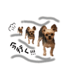犬のむぎちゃん（個別スタンプ：9）