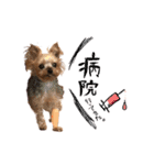 犬のむぎちゃん（個別スタンプ：12）