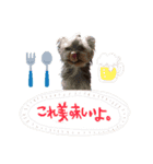 犬のむぎちゃん（個別スタンプ：13）