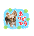 犬のむぎちゃん（個別スタンプ：14）