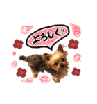 犬のむぎちゃん（個別スタンプ：15）