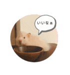 我が家のハムちゃん第2弾（個別スタンプ：19）
