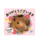我が家のハムちゃん第2弾（個別スタンプ：20）
