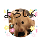 我が家のハムちゃん第2弾（個別スタンプ：27）