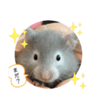 我が家のハムちゃん第2弾（個別スタンプ：31）