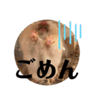 我が家のハムちゃん第2弾（個別スタンプ：32）