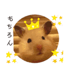 我が家のハムちゃん第2弾（個別スタンプ：33）