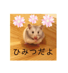 我が家のハムちゃん第2弾（個別スタンプ：35）