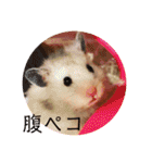我が家のハムちゃん第2弾（個別スタンプ：36）