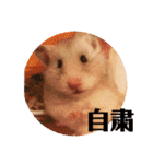 我が家のハムちゃん第2弾（個別スタンプ：40）