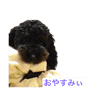トイ・プードルのスタンプ2（個別スタンプ：4）