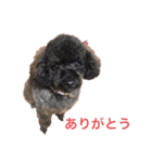トイ・プードルのスタンプ2（個別スタンプ：7）