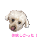 トイ・プードルのスタンプ2（個別スタンプ：10）