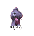 トイ・プードルのスタンプ2（個別スタンプ：12）