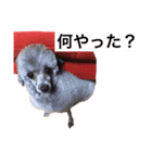 トイ・プードルのスタンプ2（個別スタンプ：13）
