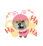 かわいい柴犬と豆柴2（個別スタンプ：3）