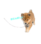 かわいい柴犬と豆柴2（個別スタンプ：4）
