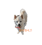 かわいい柴犬と豆柴2（個別スタンプ：6）