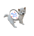 かわいい柴犬と豆柴2（個別スタンプ：7）